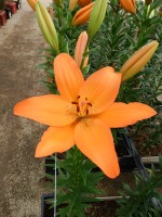 [5591 VH21 Burlington No02.JPG]